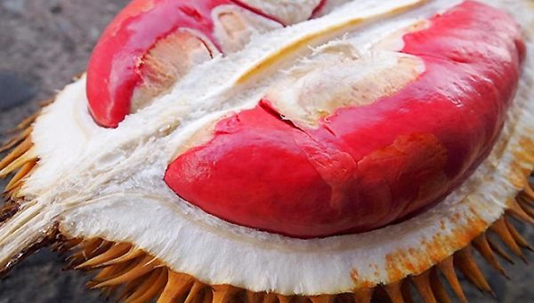 Red Durian: The Wonder of Banyuwangi Taking a Shape of Unique Fruit