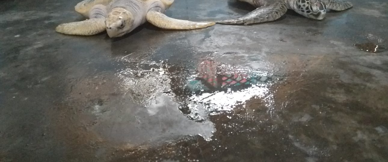 What’s So Special about Cemara Beach-Banyuwangi?